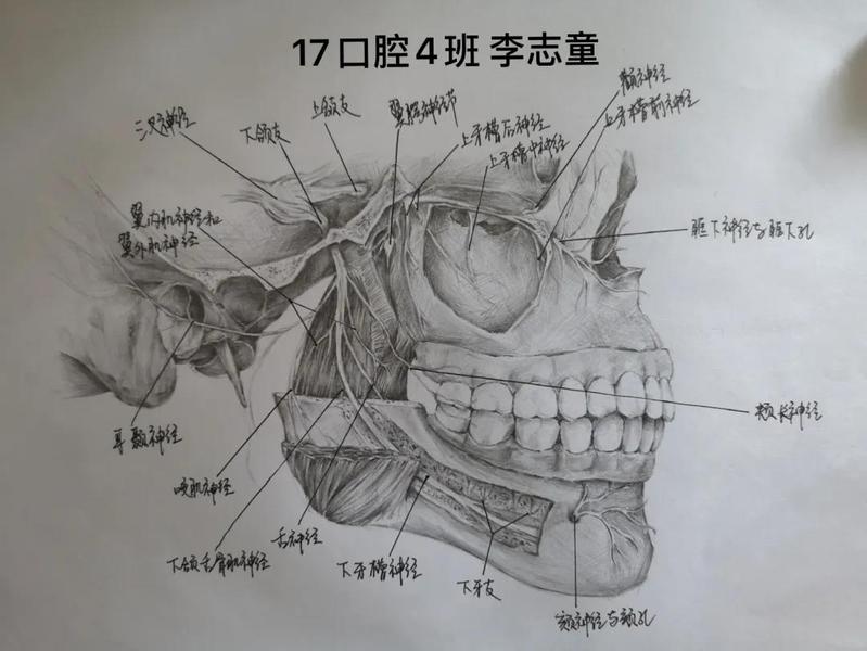 口腔手绘解剖图图片