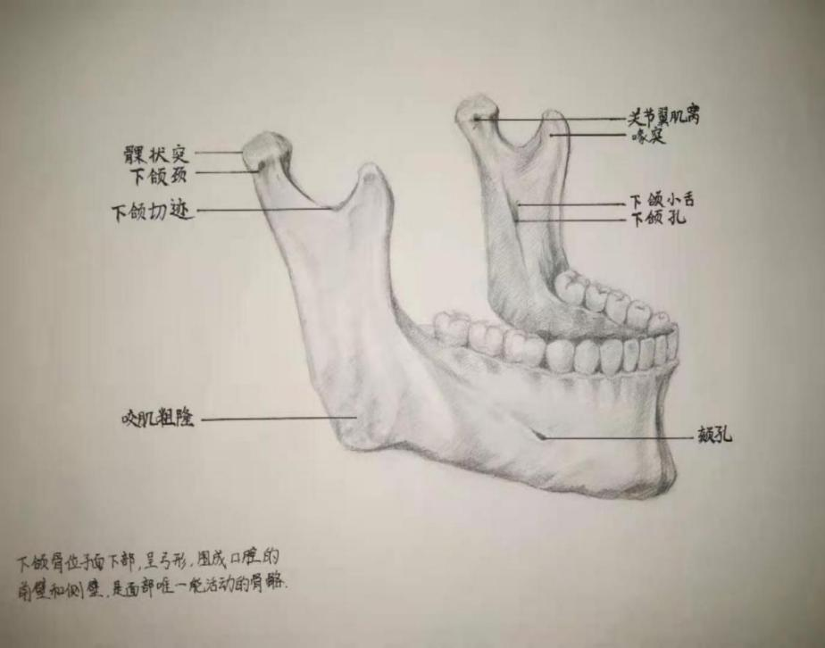 《面神经《动静脉及其属支《下颌骨侧面观》