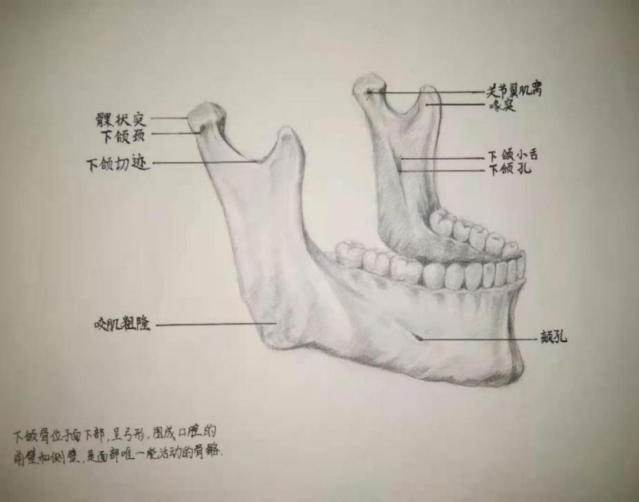 下颌切迹图片